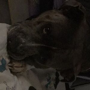 Meet your Posher, Laurie